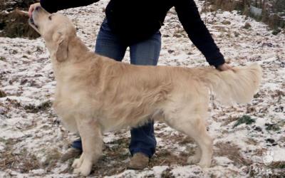 Golden retriever - nabízíme chovného psa ke krytí 