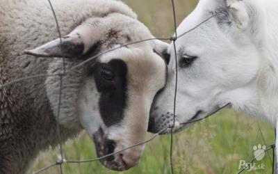 Biely švajčiarsky ovčiak šteniatka s PP