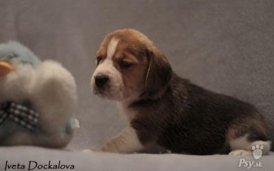 Štěňata beagle s PP