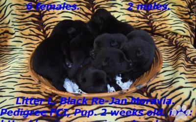 Německý špic velký černý prodám krásná štěňata s P