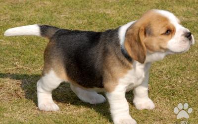 Fantastický tricolor Beagle šteňatá pre vás tento