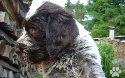 Prodám nádherné štěně plemene český fousek s PP