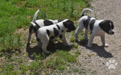 Parson Russell Terrier šteniatka na predaj