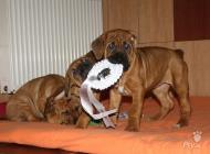 Inzercia psov: Puppies from World Win...