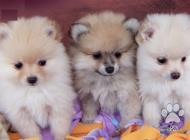 Inzercia psov: Spitz Pomeranian šteňatá