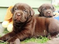 Inzercia psov: Labrador – čokoládové ...