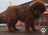 Inzercia psov: Tibetan mastiff červen...