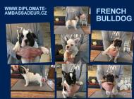 Inzercia psov: Štěňata francouzského ...