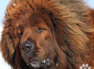 Inzercia psov: Tibetská doga červená ...