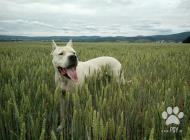 Inzercia psov: Argentinska doga- krytie