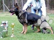 Inzercia psov: Německý ovčák s průkaz...
