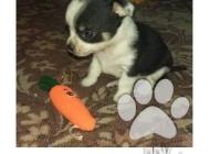 Inzercia psov: Krátkosrstá mini čivava