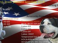 Inzercia psov: Americký bulldog