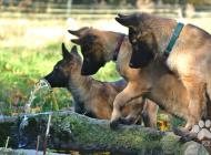 Inzercia psov: šteňatá belgický ovčia...