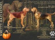 Inzercia psov: Bloodhound