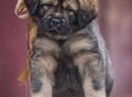 Inzercia psov: Tibetská doga štěňata ...