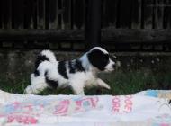 Inzercia psov: Tibetský teriér - štěň...