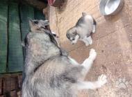 Inzercia psov: Aljašký malamut