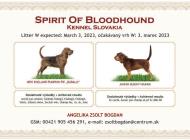Inzercia psov: bloodhound