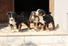 Inzercia psov: Prodám štěně appenzellského salašnického psa s PP