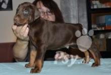 Inzercia psov: Doberman - černá a hnědá štěňata s rodokmenem