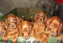 Inzercia psov: predaj irskych setrov