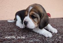 Inzercia psov: Prodej štěňat Beagle s PP