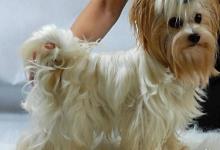 Inzercia psov: Golddust Yorkshire Terrier Zlatý York,štěňata s PP