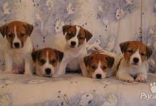Inzercia psov: Jack Russell teriér - krásná štěňátka s PP