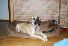 Inzercia psov: Boerboel Ballotada - fenka 4,5 měsíce