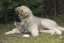 Inzercia psov: štěňátko kavkazského pasteveckého psa s PP FCI