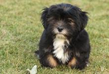 Inzercia psov: Krásne šteniatka Lhasa apso