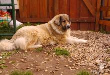 Inzercia psov: čistokrvné šteniatka Kaukazáka