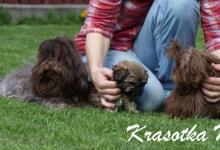 Inzercia psov: Bolonka Zwetna, Ruská barevná bolonka