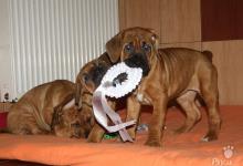 Inzercia psov: Puppies from World Winner and European Winner