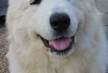Inzercia psov: Pyrenejský horský pes s PP – unikátní krytí
