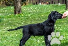 Inzercia psov: Štěně Flat Coated Retrievera s PP - černý pejsek