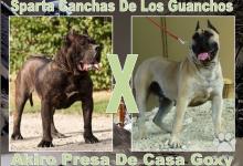 Inzercia psov: Dogo Canario šteňa NA PREDAJ !!!