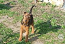 Inzercia psov: Airedale terrier (erdel. 9 měsíčni fenka s PP
