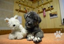 Inzercia psov: IRSKÝ VLKODAV  - krásná štěňátka