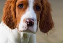 Inzercia psov: Írsky červeno-biely seter - šteňatá