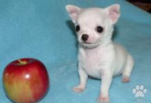 Inzercia psov: šteniatka čivava krátkorstá dlhosrstá mini