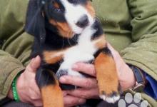 Inzercia psov: Appenzellský salašnický pes - štěně s PP