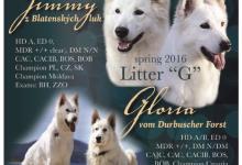 Inzercia psov: Biely švajčiarsky ovčiak s PP