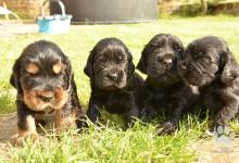 Inzercia psov: Prodej štěňat anglického kokršpaněla