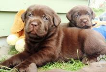 Inzercia psov: Labrador – čokoládové šteniatka s PP