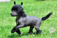 Inzercia psov: Čínský chocholatý pes-roztomilá štěňata s PP