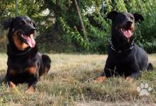 Inzercia psov: Beauceron - rezervácie na šteniatka