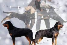 Inzercia psov: Beauceron - štěňata černá s pálením & harleký