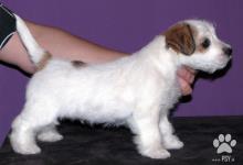 Inzercia psov: Roztomilé štěně Jack Russell teriéra s PP k odběru